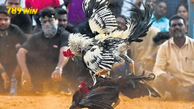 Hướng dẫn chi tiết cách chơi đá gà 789win