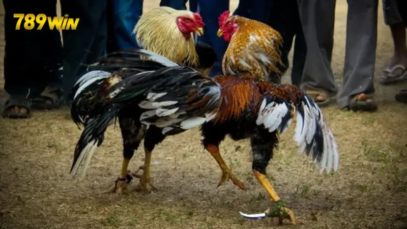 Tìm hiểu sơ lược về Đá Gà 789 Win